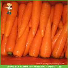 Carrot Seeds Carottes Moissonneuse De Carottes Frais